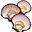 Морской гребешок